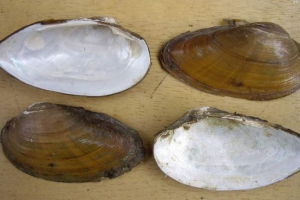 Double mollus - filtry jadalne